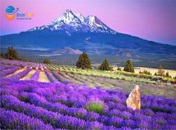 [HCM] Tour Nhật Bản Khám Phá Hokkaido Mùa Hè 2026